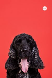 Bunte Hunde Portraits von einem Cocker Spaniel vor rotem Hintergrund