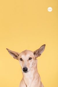 Bunte Hunde Portraits von einem Podenco vor gelbem Hintergrund