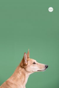 Bunte Hunde Portraits von einem Podenco vor grünem Hintergrund