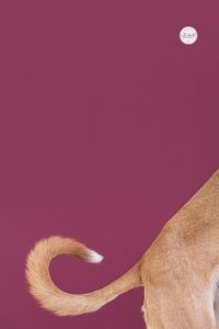 Bunte Hunde Portraits von einem Podenco vor violettem Hintergrund