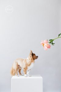 Tierfotografie eines Chihuahuas auf eine Podest mit Pfingstrose