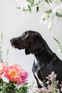 Hundeportrait zwischen Blüten von einem schwarzen Mischling