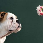 Hundefotografie einer englischen Bulldogge mit Rose vor grünem Hintergrund