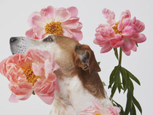 Hundeportrait eines geretteten Hundes in Mitten von Blumen vom Fotoshooting mit Blumen und Tieren