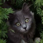 Katzenfotografie einer grauen Katze im Garten zwischen Pflanzen