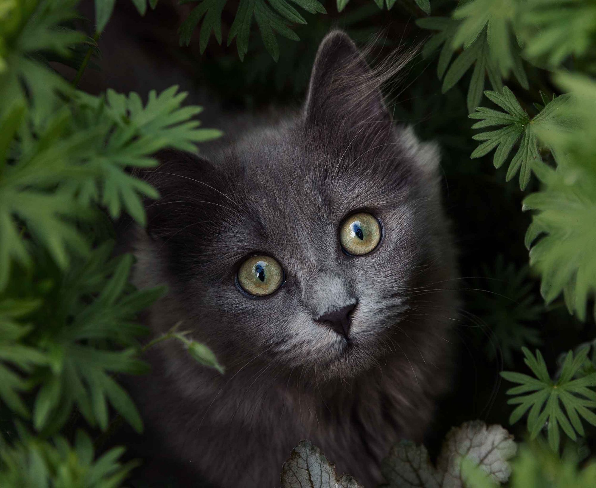 Katzenfotografie einer grauen Katze im Garten zwischen Pflanzen