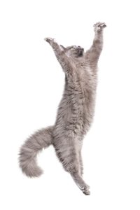 Eine graue Katze spring bei einem Fotoshooting von Katzenfotograf Tierlicht vor einem weissen Hintergrund durch das Bild