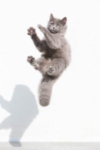 Foto einer grauen Katze mit grünen Augen von Tierfotograf Tierlicht