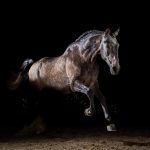 Ein Pferd im Fotostudio vor schwarzem Hintergrund von Pferdefotografie Tierlicht