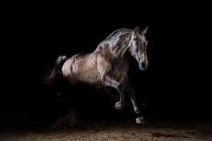 Ein Pferd im Fotostudio vor schwarzem Hintergrund von Pferdefotografie Tierlicht