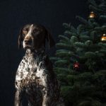 Bild das Weihnachts Fotografie für Hunde zeigt mit einem Jagdhund vor einem Tannenbaum von Hundefotograf Tierlicht