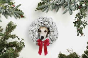 Ein Windhund schaut durch einen Adventkranz beim White Christmas Weihnachts Fotoshooting für Hunde von Tierlicht rundherum sind viele Christbaumzweige und Weihnachtsdekoration