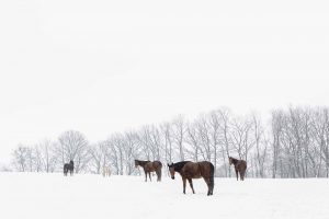 Fotoshootings mit Pferden im Schnee