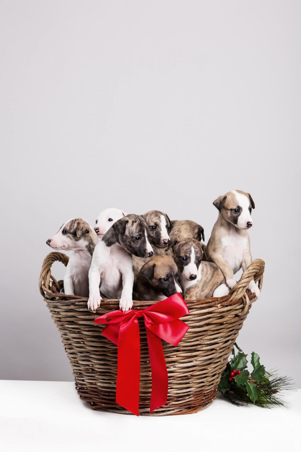 White Christmas ©Tierlicht_1200-9391-2