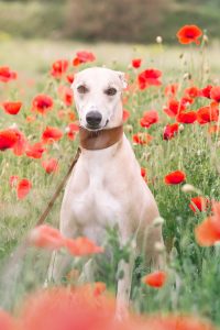 Ein Windhund in einem Feld voller Mohnblumen bei einem Outdoor Fotoshooting mit Hundefotograf Tierlicht