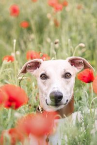 Ein Hund zwischen roten Mohnblumen bei einem Mohnblumen Fotoshooting für Hunde von Tierfotograf Tierlicht