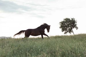Ein dunkelbraune Pferde Silhouette bei einem Pferde Fotoshooting von Tierlicht
