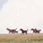 Stuten und Fohlen im Galopp bei einem Outdoor Fotoshooting mit Pferd von Tierlicht