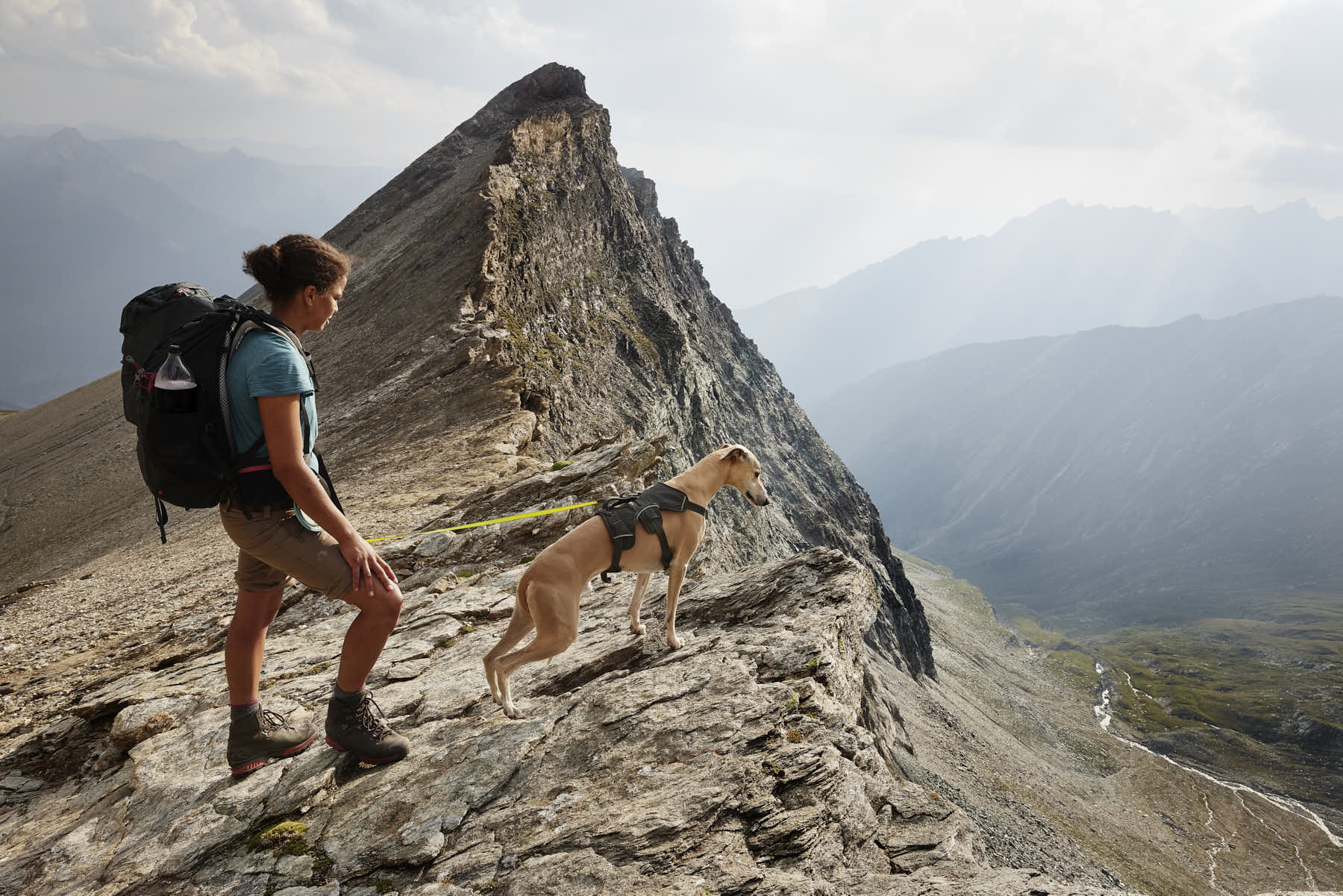 Ein Whippet am Berg