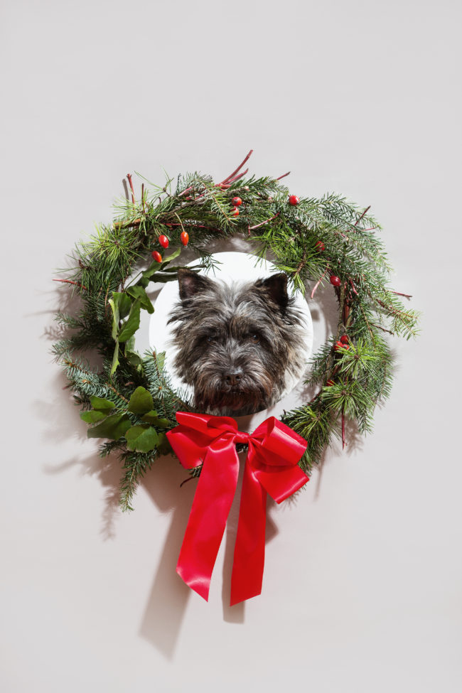 Hunde XMAS 2021 ©TIERLICHT_LoRes-0477