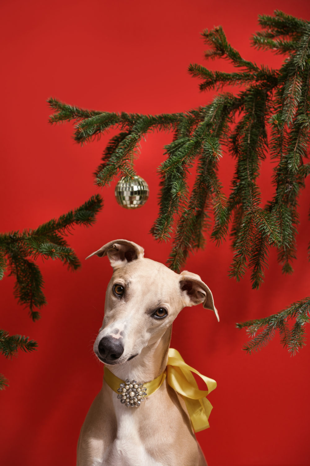 Hunde XMAS 2021 ©TIERLICHT_LoRes-9935