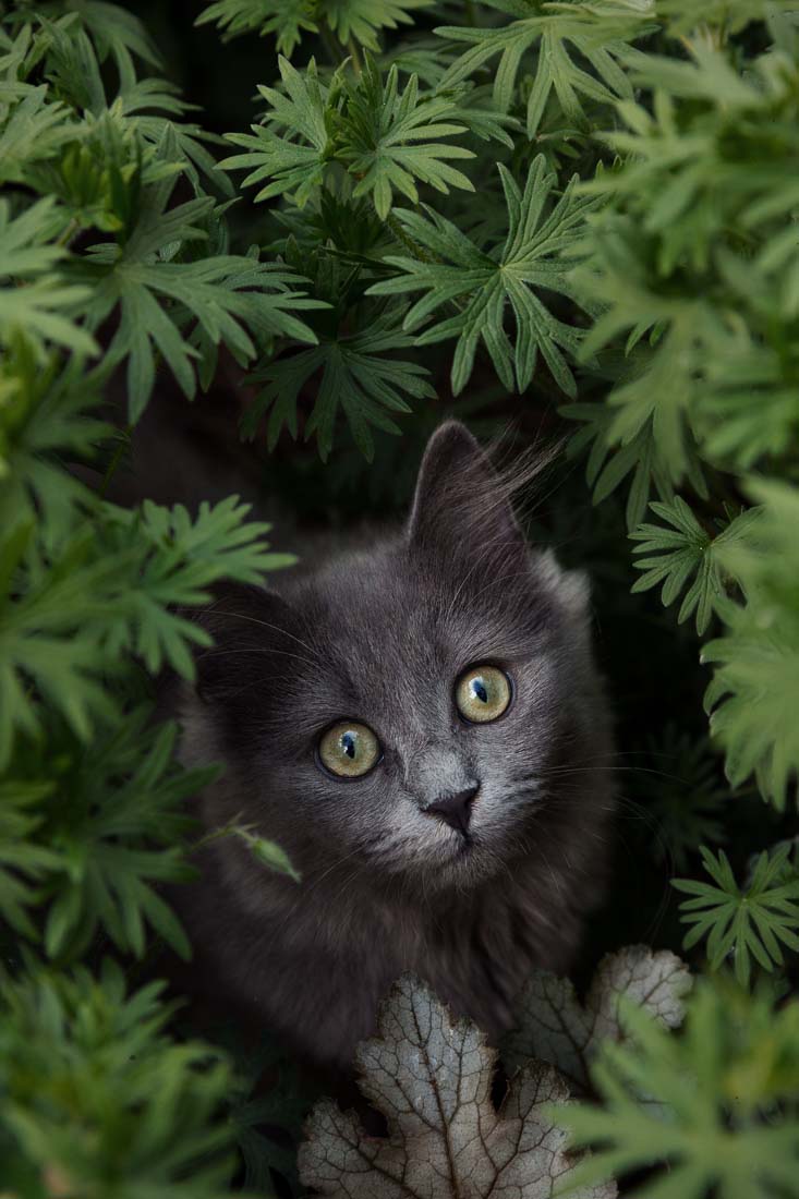 Katze web ©Tierlicht-6674