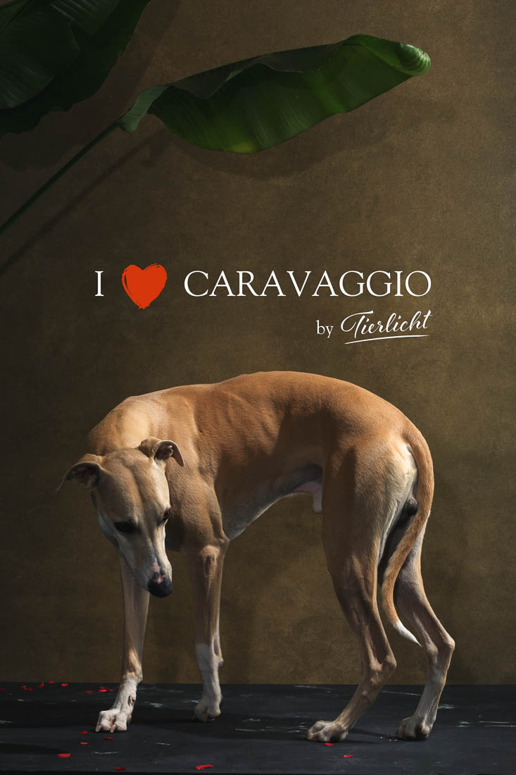 web I <3 Caravaggio©Tierlicht-7796