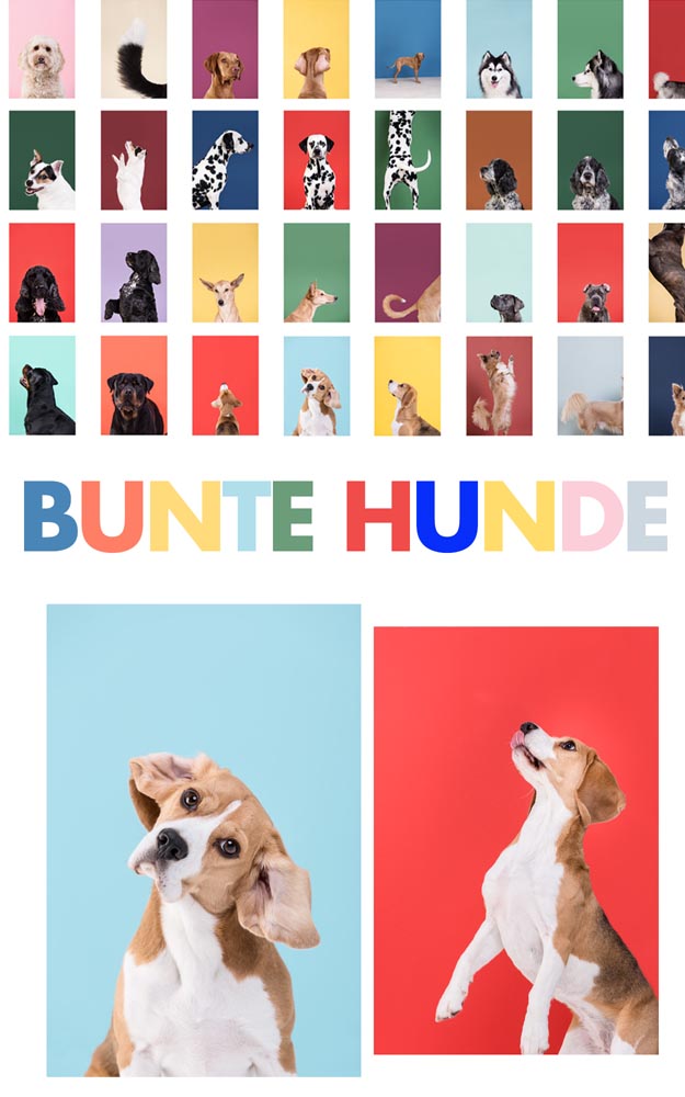 4_HP_BUNTE HUNDE