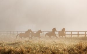Pferde fotografieren auf einer nebeligen Koppel mit Pferdefotograf Tierlicht im Sommer