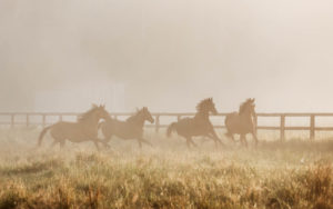Pferde fotografieren auf einer nebeligen Koppel mit Pferdefotograf Tierlicht im Sommer