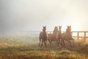 Pferde fotografieren auf einer Koppel mit Pferdefotograf Tierlicht in einer Herde von einjährigen Pferden