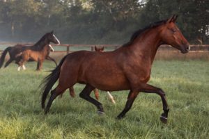 Pferde fotografieren einer Stute mit Fohlen auf einer Graskoppel von Pferde Fotografie Tierlicht