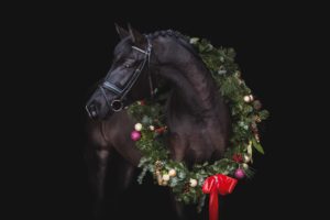 Pferde Weihnachtsfotos von Pferdefotograf Tierlicht zeigen einen Rappen mit Weihnachtskranz beim Weihnachts Fotoshooting in Niederösterreich