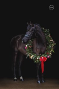 Pferde Weihnachtsfotos von Pferdefotografie Tierlicht in Niederösterreich