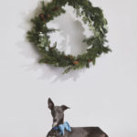 Ein Whippet bei einem Weihnachts Fotoshooting für Hunde in Wien fotografiert von Hunde Fotograf Tierlicht