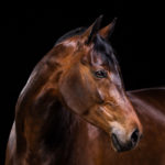 Braunes Pferd im Fotostudio von Pferdefotografie Tierlicht in Niederösterreich bei einem Fotoshooting vor schwarzem Hintergrund