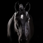 Schwarzes Pferd im Fotostudio bei einem Fotoshooting mit Pferdefotograf Tierlicht aus Wien 