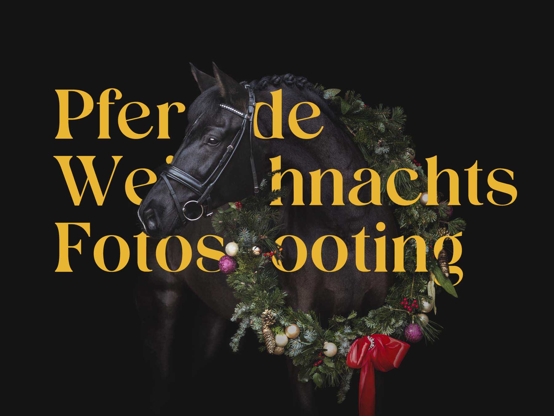 Weihnachtsfotos Pferd
