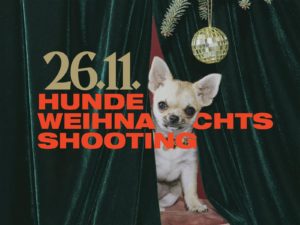 Ein Chihuahua beim Weihnachts fotoshooting für hunde mit Weihnachtskranz im Studio von Hundefotograf Tierlicht