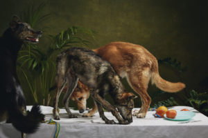 Hundeportrait als Kunstwerk von Hundefotograf Tierlicht