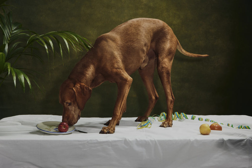 HP ©TIERLICHT Sophy Wolf_Kofi ©TIERLICHT 076A8551