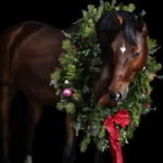 Ein braunes Pferd mit einem Weihnachtskranz ist Teil der Pferde Weihnachtsfotos von pferde Fotograf Tierlicht aus Wien und Niederösterreich
