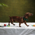 Ein brauner kurzhaar Dackel fotografiert im Fotostudio von Hunde Fotograf Clemens Schneider aus Wien