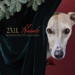 Whippet mit weihnachtlicher Dekoration für ein Hunde Weihnachts Fotoshooting in Wien von Hundefotograf Tierlicht