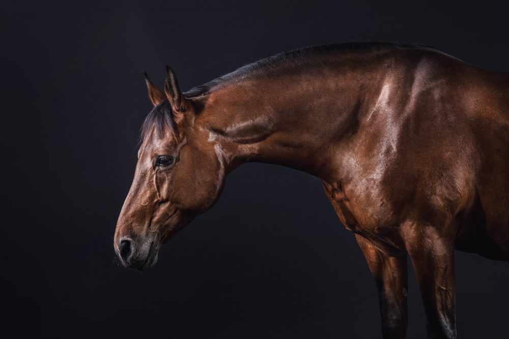Warmblutpferd vor schwarzem Hintergrund im Fotostudio von Tierlicht fotografiert