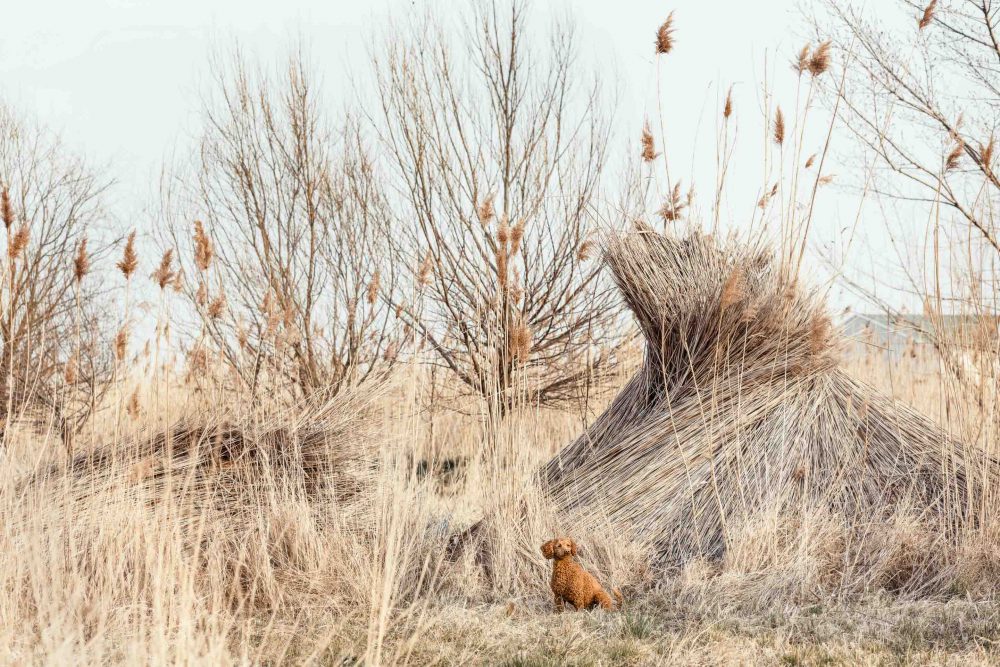 Hundefotografie von einem Hund der im Schilf sitzt