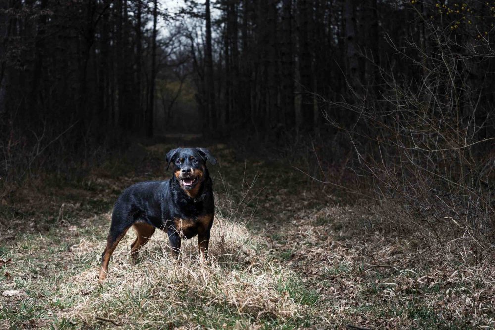 Hundefotografie von einem Hund im Wald