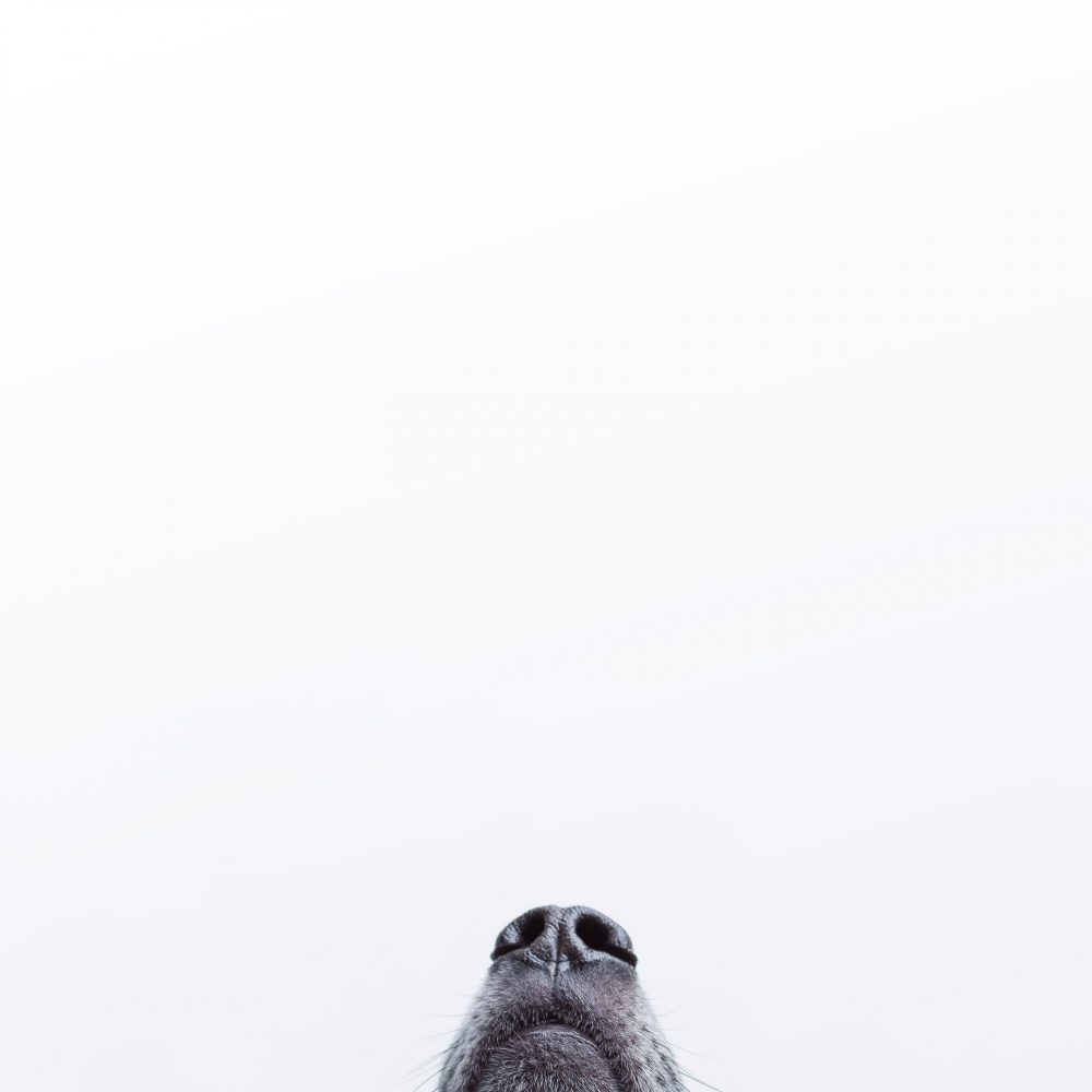 Hundefotografie Hundenase vor weissem Hintergrund