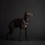 Hundeportrait von einem Windhund mit Perlenkette vor grauem Hintergrund