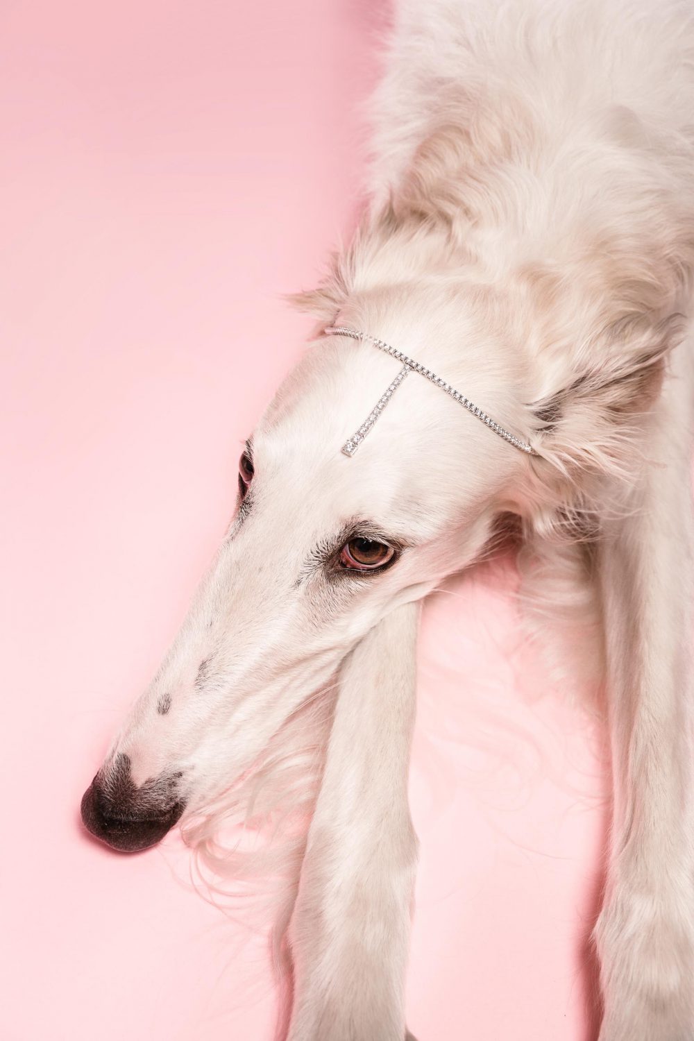 Hundeportrait von einem Windhund mit Schmuck auf rosa Hintergrund